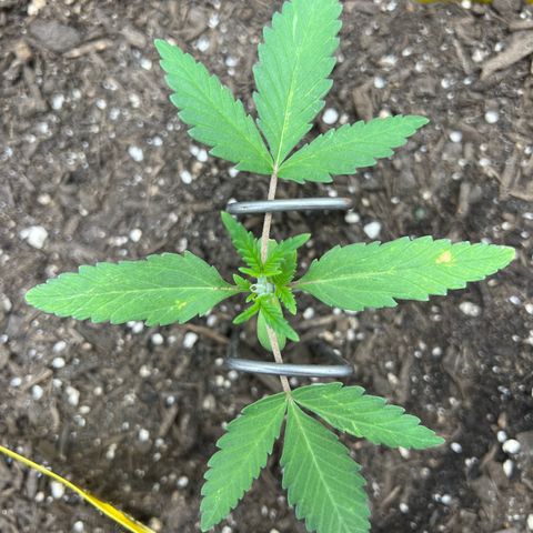 Sour Diesel Auto growlog timeline photo