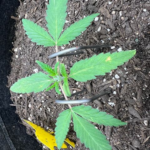 Sour Diesel Auto growlog timeline photo