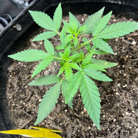 Sour Diesel Auto growlog timeline photo