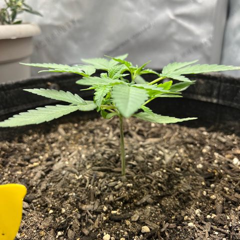 Sour Diesel Auto growlog timeline photo