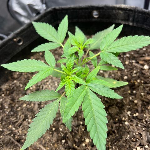 Sour Diesel Auto growlog timeline photo