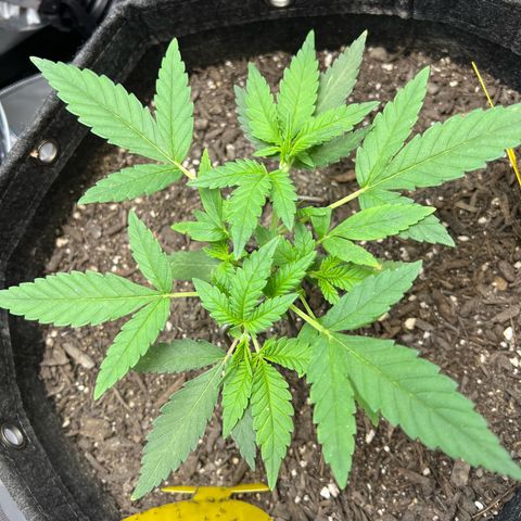 Sour Diesel Auto growlog photo: She’s loving the increased PAR and praying away. 