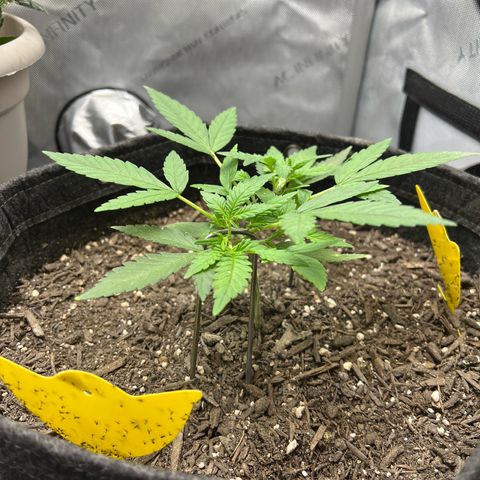 Sour Diesel Auto growlog photo: She’s loving the increased PAR and praying away. 