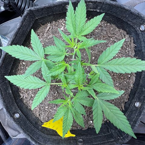 Sour Diesel Auto growlog timeline photo