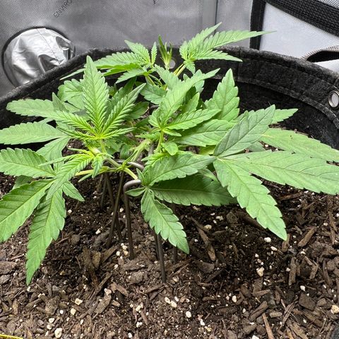 Sour Diesel Auto growlog timeline photo