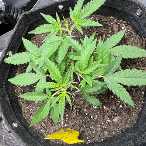 Sour Diesel Auto growlog timeline photo