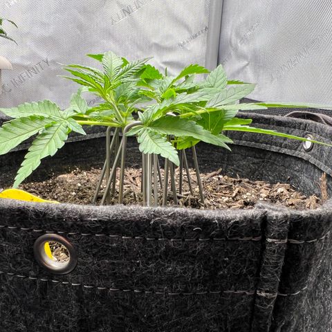 Sour Diesel Auto growlog timeline photo
