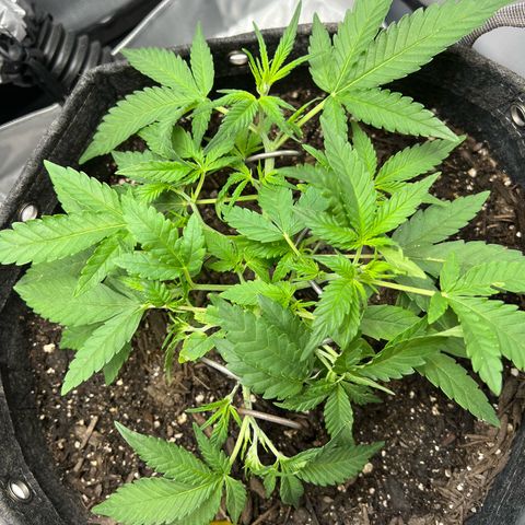Sour Diesel Auto growlog timeline photo