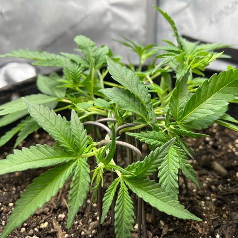 Sour Diesel Auto growlog timeline photo
