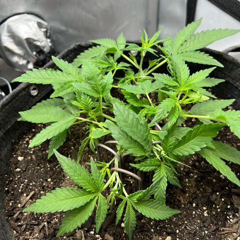 Sour Diesel Auto growlog timeline photo