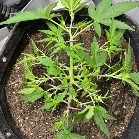 Sour Diesel Auto growlog timeline photo