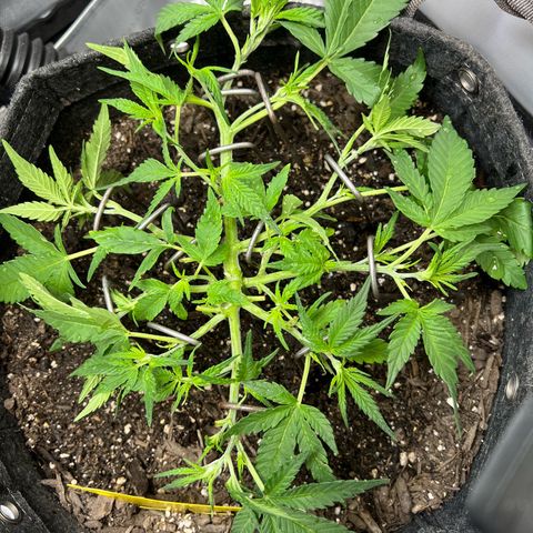 Sour Diesel Auto growlog timeline photo