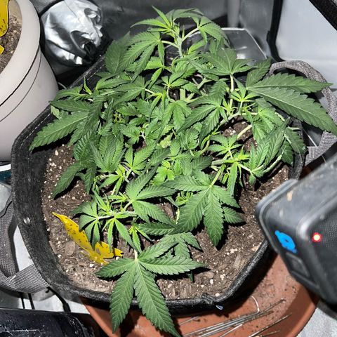 Sour Diesel Auto growlog timeline photo
