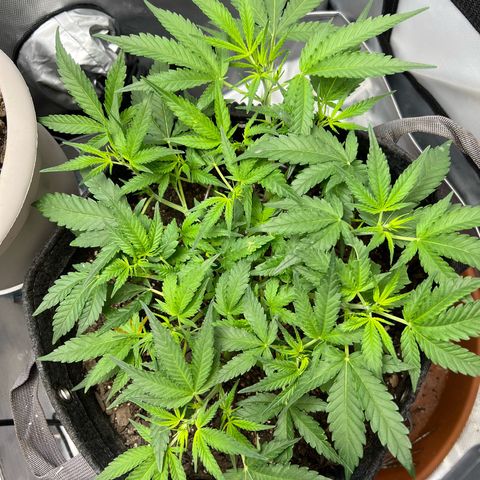 Sour Diesel Auto growlog timeline photo