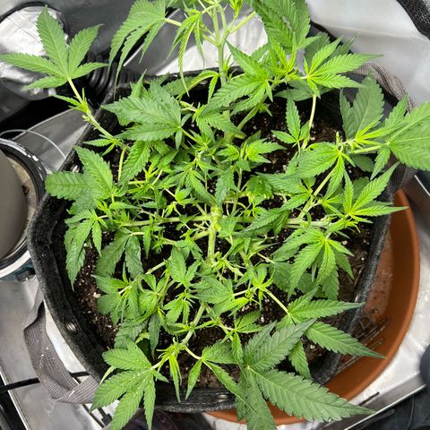 Sour Diesel Auto growlog timeline photo
