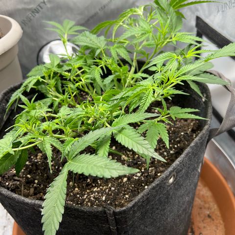 Sour Diesel Auto growlog timeline photo