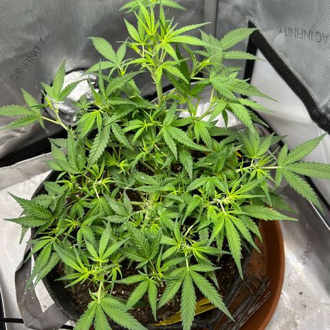 Sour Diesel Auto growlog timeline photo