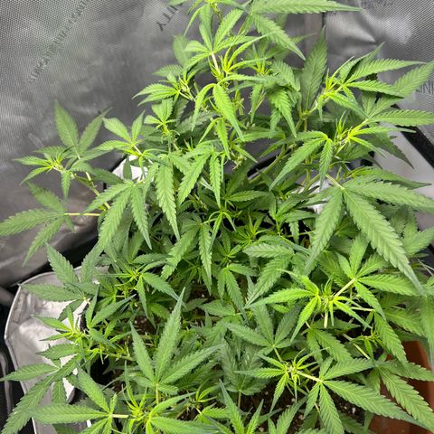 Sour Diesel Auto growlog timeline photo
