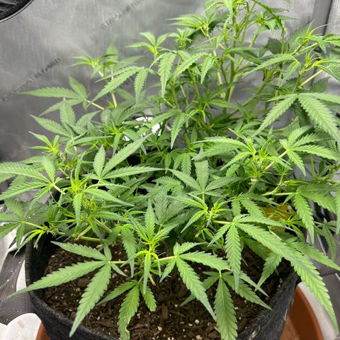 Sour Diesel Auto growlog timeline photo