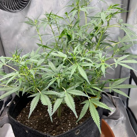 Sour Diesel Auto growlog timeline photo