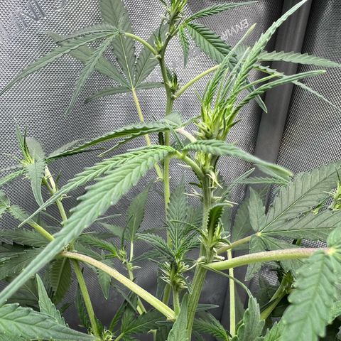 Sour Diesel Auto growlog timeline photo