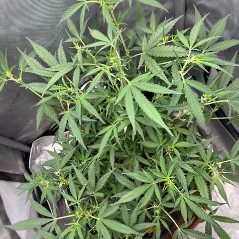 Sour Diesel Auto growlog timeline photo