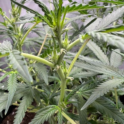 Sour Diesel Auto growlog timeline photo