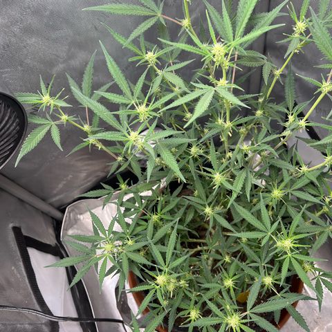 Sour Diesel Auto growlog timeline photo
