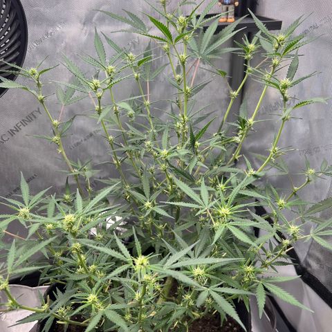 Sour Diesel Auto growlog timeline photo