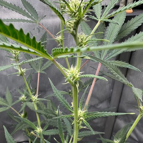 Sour Diesel Auto growlog timeline photo