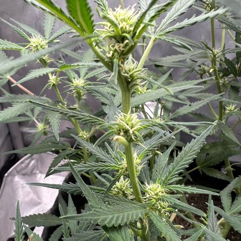 Sour Diesel Auto growlog timeline photo