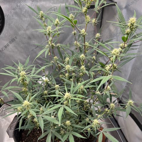 Sour Diesel Auto growlog timeline photo