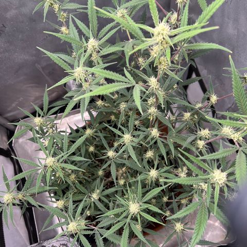 Sour Diesel Auto growlog timeline photo