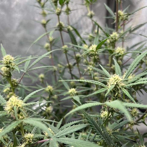 Sour Diesel Auto growlog timeline photo