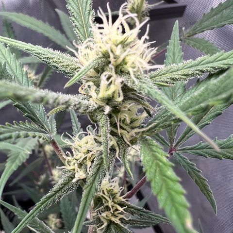 Sour Diesel Auto growlog timeline photo