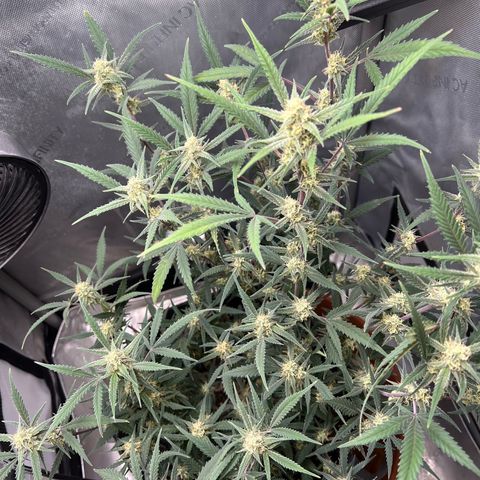 Sour Diesel Auto growlog timeline photo