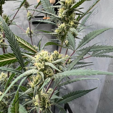 Sour Diesel Auto growlog timeline photo