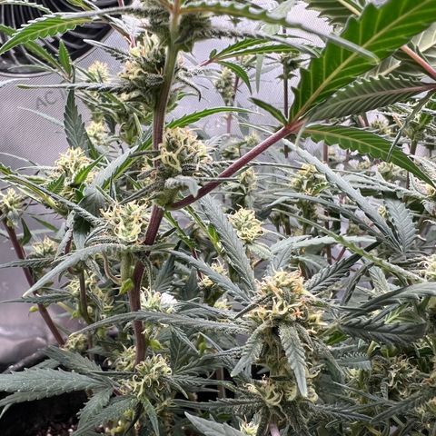 Sour Diesel Auto growlog timeline photo