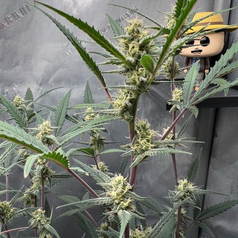 Sour Diesel Auto growlog timeline photo