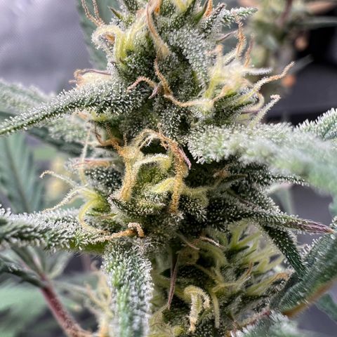 Sour Diesel Auto growlog timeline photo