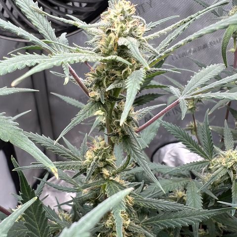 Sour Diesel Auto growlog timeline photo