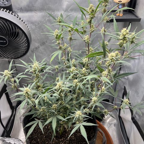 Sour Diesel Auto growlog timeline photo