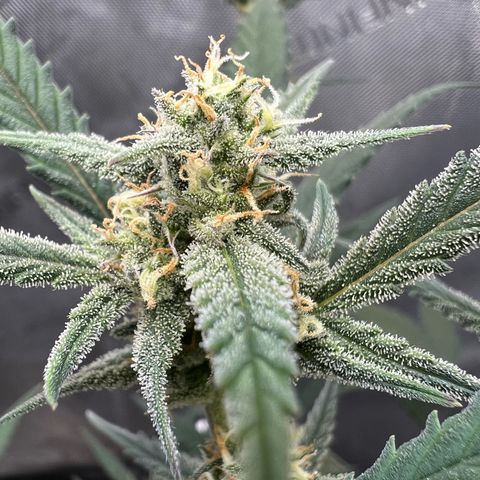 Sour Diesel Auto growlog timeline photo