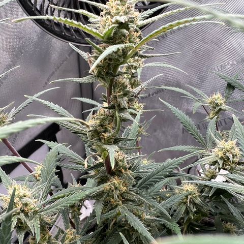 Sour Diesel Auto growlog timeline photo