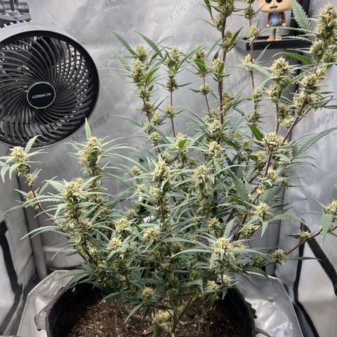 Sour Diesel Auto growlog timeline photo