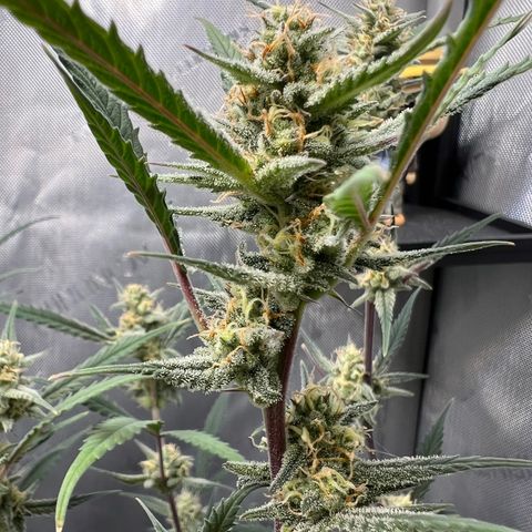 Sour Diesel Auto growlog timeline photo