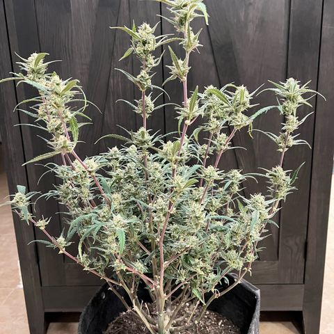 Sour Diesel Auto growlog photo: Harvest Day