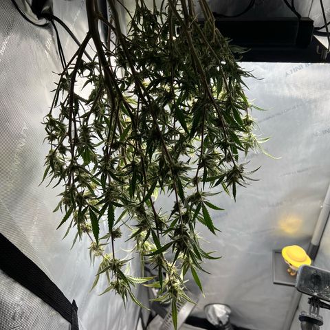 Sour Diesel Auto growlog photo: Harvest Day