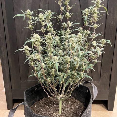 Sour Diesel Auto growlog photo: Harvest Day