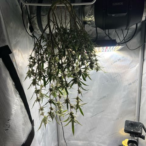 Sour Diesel Auto growlog photo: Harvest Day